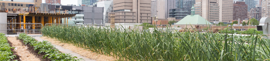Row of vegetable in urban area.