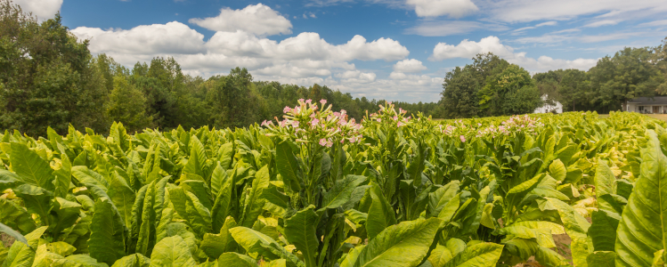 Tobacco plants